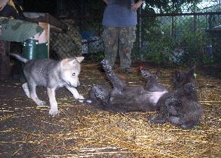 100_1770-315x225.jpg 100_1770-315x225.jpg