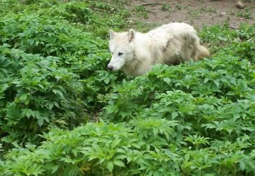 100_2101-365x252.jpg 100_2101-365x252.jpg