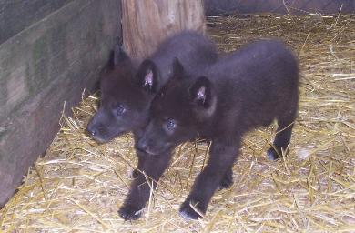 100_2365-390x256.jpg 100_2365-390x256.jpg