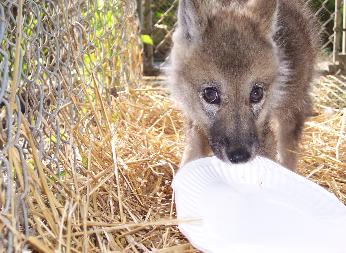 100_4074-346x253.jpg 100_4074-346x253.jpg