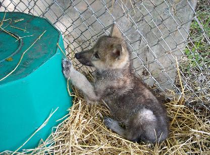 100_4168-416x307.jpg 100_4168-416x307.jpg