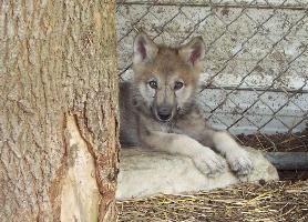 100_4368-278x200.jpg 100_4368-278x200.jpg