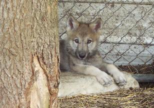 100_4368-308x216.jpg 100_4368-308x216.jpg