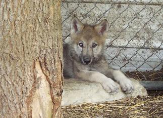 100_4368-323x233.jpg 100_4368-323x233.jpg