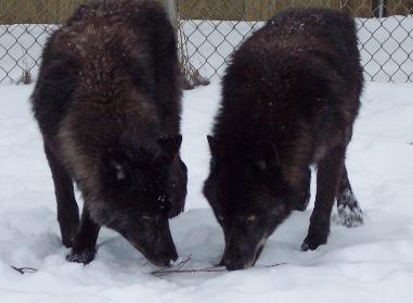 100_7992-381x279.jpg 100_7992-381x279.jpg