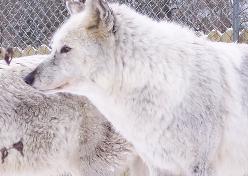 100_8009-248x176.jpg 100_8009-248x176.jpg