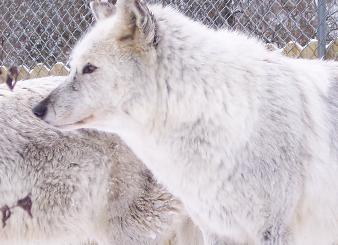 100_8009-338x245.jpg 100_8009-338x245.jpg