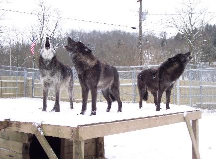 100_8019-434x320.jpg 100_8019-434x320.jpg