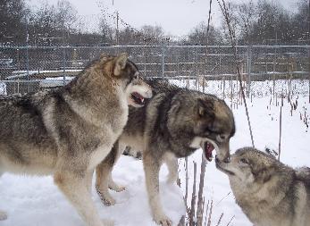 100_8066-347x253.jpg 100_8066-347x253.jpg