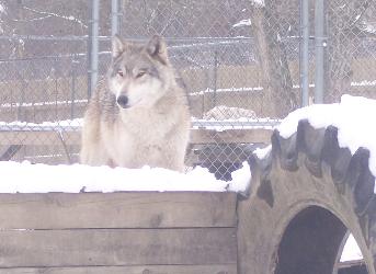 100_8182-343x250.jpg 100_8182-343x250.jpg