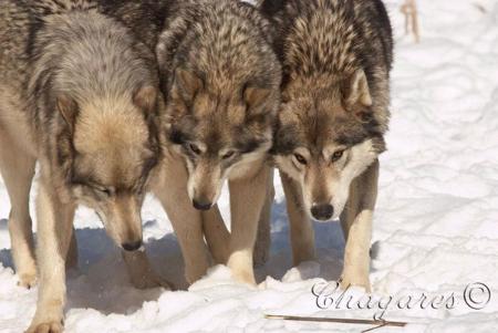 4873_std-450x301.jpg 4873_std-450x301.jpg