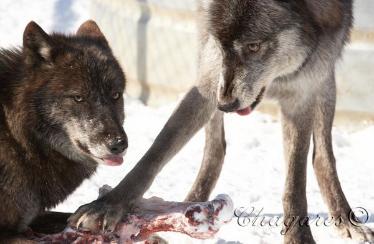 4975_std-374x244.jpg 4975_std-374x244.jpg