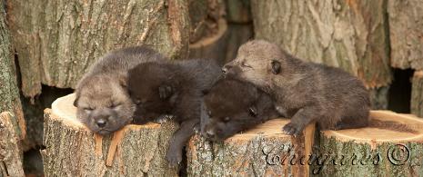 6995-465x195.jpg 6995-465x195.jpg