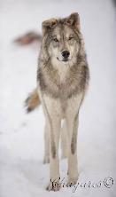 7598_std-131x222.jpg 7598_std-131x222.jpg