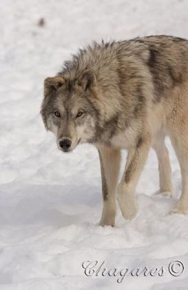 7650_std-273x420.jpg 7650_std-273x420.jpg