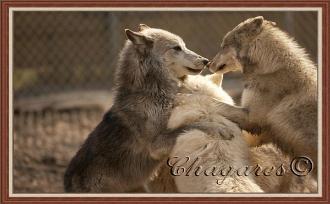 8140_std-330x204.jpg 8140_std-330x204.jpg