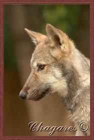 Akici_Close_Up-188x280.jpg Akici_Close_Up-188x280.jpg