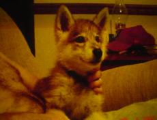 Baby_Spirit_002-230x176.jpg Baby_Spirit_002-230x176.jpg