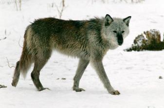 Babylove-337x222.jpg Babylove-337x222.jpg