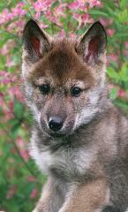 BlossomBestcloseup-145x240.jpg BlossomBestcloseup-145x240.jpg