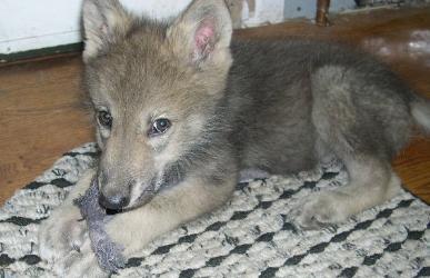 DSCN3367_2_-387x250.jpg DSCN3367_2_-387x250.jpg