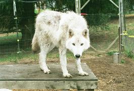 Gideon_11_months-265x180.jpg Gideon_11_months-265x180.jpg