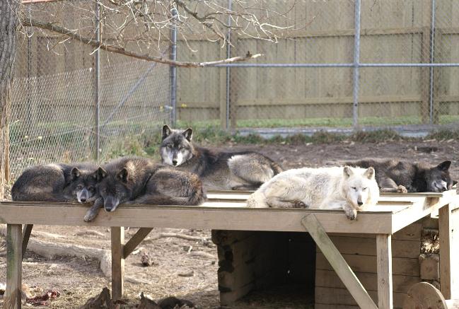 Lokiplus-649x437.jpg Lokiplus-649x437.jpg