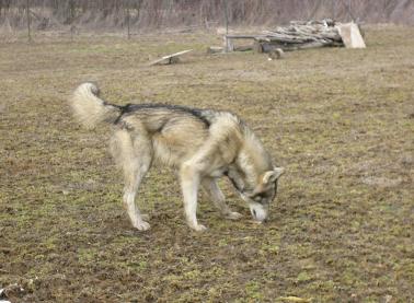 Maximus1-378x277.jpg Maximus1-378x277.jpg