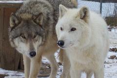 NavajoWhipsper-240x160.jpg NavajoWhipsper-240x160.jpg