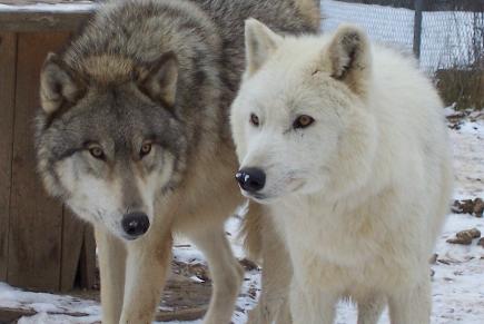 NavajoWhipsper-435x291.jpg NavajoWhipsper-435x291.jpg