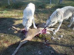 Playtimeinthefall04_047-250x187.jpg Playtimeinthefall04_047-250x187.jpg