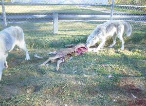 Playtimeinthefall04_050-300x219.jpg Playtimeinthefall04_050-300x219.jpg