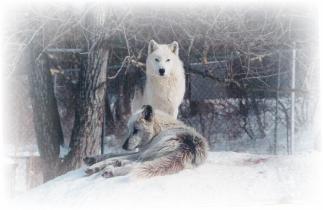 WhiteWhisperandGhostWalker-323x210.jpg WhiteWhisperandGhostWalker-323x210.jpg