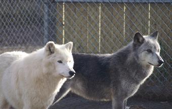 WhiteWisperer-340x216.jpg WhiteWisperer-340x216.jpg