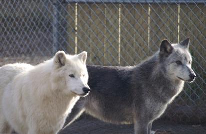 WhiteWisperer-412x267.jpg WhiteWisperer-412x267.jpg