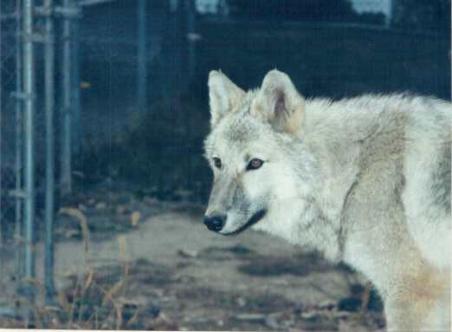 bestpolaris-452x332.jpg bestpolaris-452x332.jpg