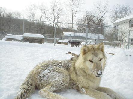 blizzard_180-443x331.jpg blizzard_180-443x331.jpg