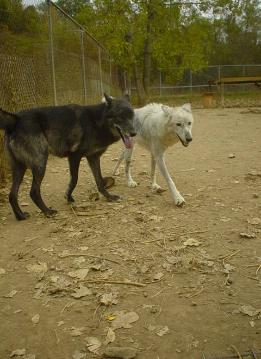 lokisahara04-261x359.jpg lokisahara04-261x359.jpg