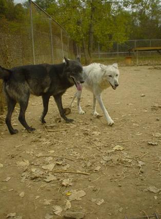 lokisahara04-314x428.jpg lokisahara04-314x428.jpg