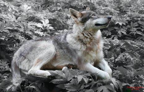 miakota-465x298.jpg miakota-465x298.jpg