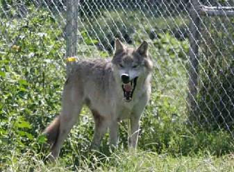 navajo-337x248.jpg navajo-337x248.jpg