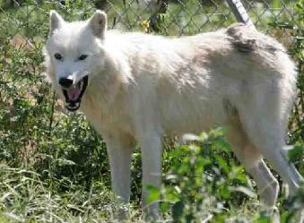 navajo_and_whisper-339x249.jpg navajo_and_whisper-339x249.jpg