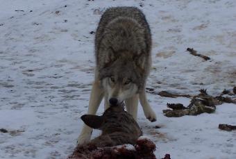 navajodeer-340x229.jpg navajodeer-340x229.jpg