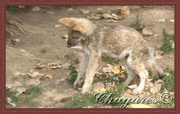 pejuta-355x224.jpg pejuta-355x224.jpg