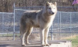 polaris052-275x165.jpg polaris052-275x165.jpg