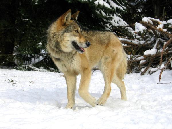 stellaxmas_1-600x450.jpg stellaxmas_1-600x450.jpg