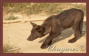 tikaani_stalking-295x187.jpg tikaani_stalking-295x187.jpg