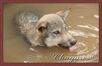 wayah-345x223.jpg wayah-345x223.jpg