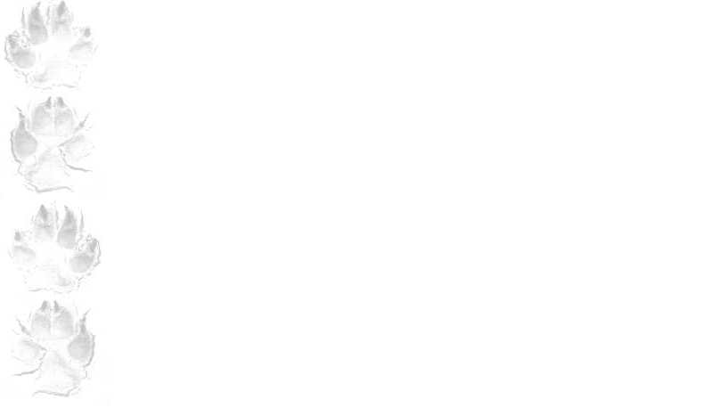 wolfpawsbackground-797x467.png