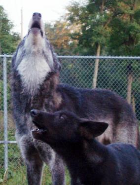 yukon_loki_howling-284x375.jpg yukon_loki_howling-284x375.jpg